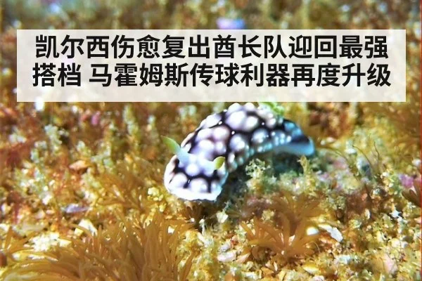 凯尔西伤愈复出酋长队迎回最强搭档 马霍姆斯传球利器再度升级